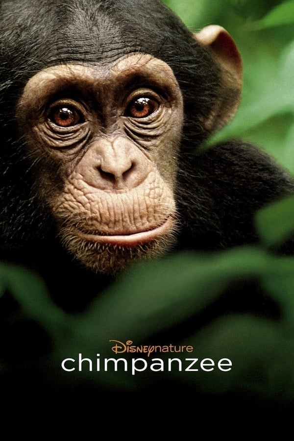 IR - Chimpanzee