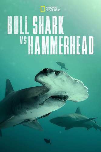 EN - Bull Shark vs. Hammerhead (2023)